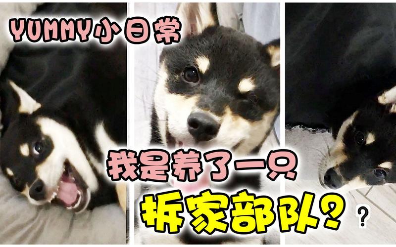 男子喊话前妻求放过,前妻求放过酒子悠悠