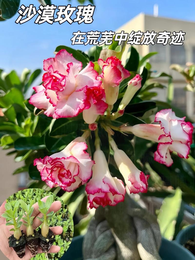 沙漠10万玫瑰绽放,沙漠玫瑰多少钱