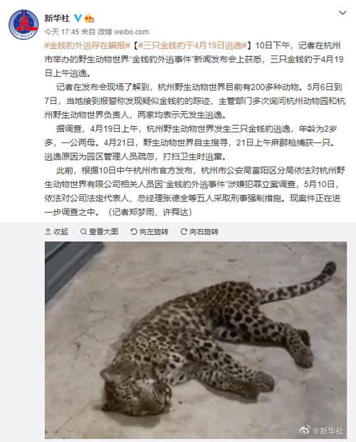 杭州金钱豹外逃4年,杭州金钱豹外逃视频