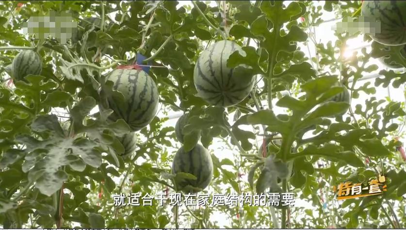 把西瓜扔鱼塘喂鱼,把西瓜扔鱼塘喂鱼好吗