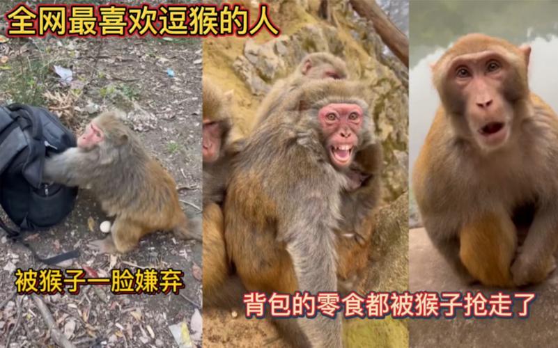 车钥匙逗猴被猴抢走,猴子车钥匙