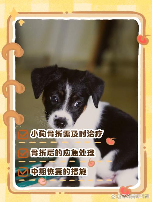 被狗主人殴打致骨折,狗被打骨折了怎么办