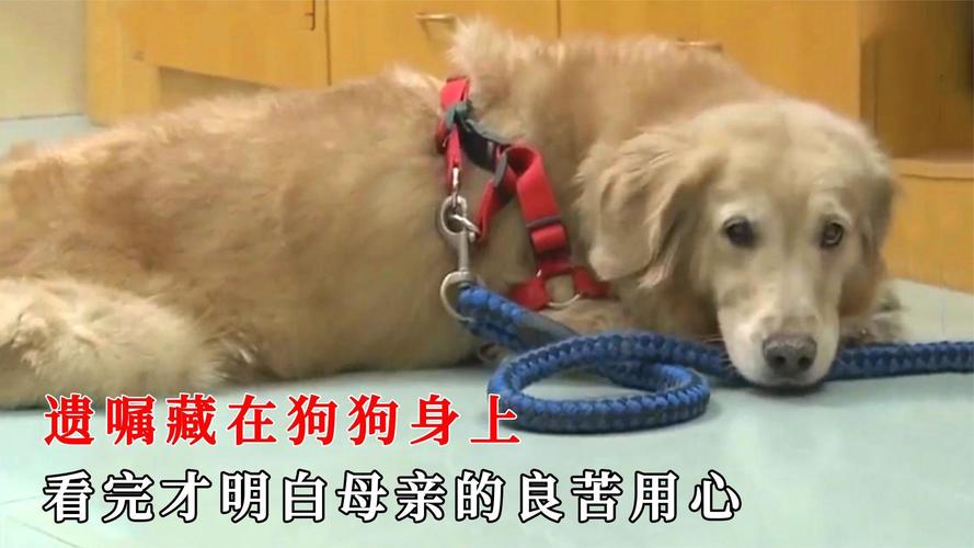 女子为4只狗立遗嘱,女子为4只狗立遗嘱视频