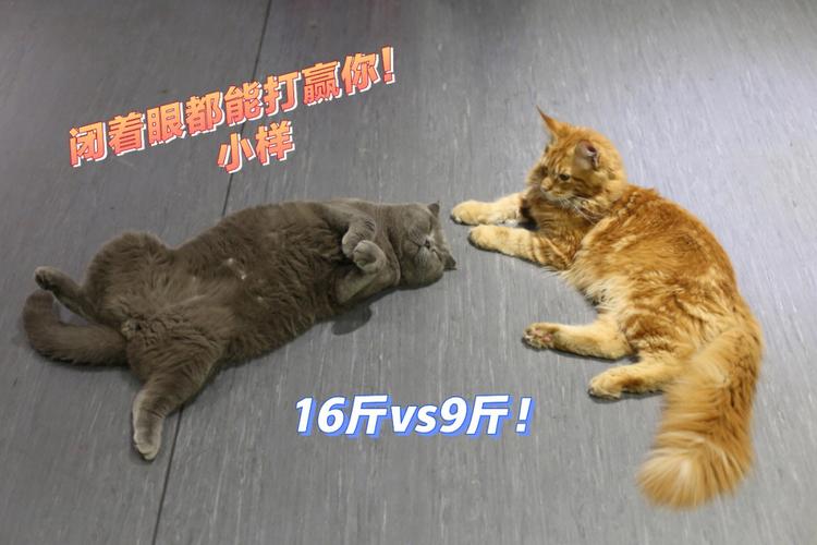 肥猫一年多减重16斤,肥猫一年多减重16斤正常吗