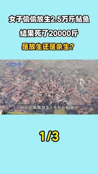 放生2.5万斤外来鲇鱼,放生鲇鱼的功德