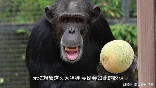 被大猩猩反向投喂,大猩猩反刍