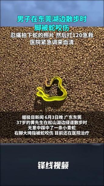 被蛇咬反抓蛇再遭咬,被蛇咬反抓蛇再遭咬伤