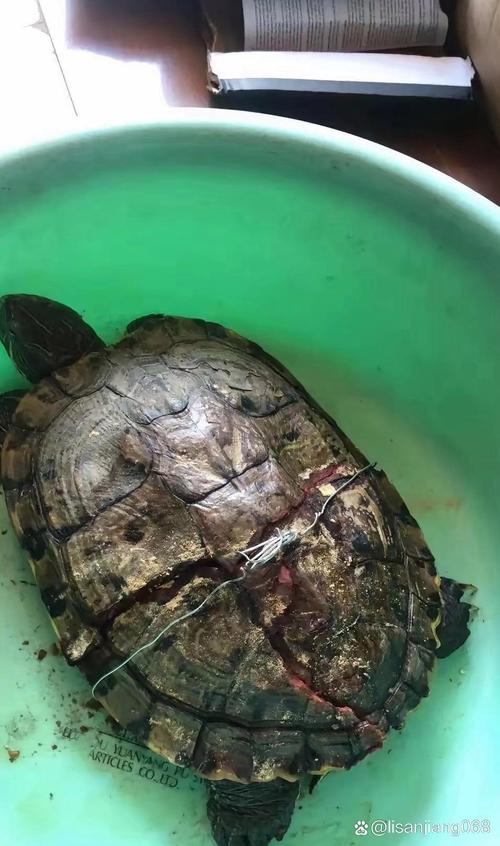 小孩被天降乌龟砸死,被天上掉下来的乌龟砸死的人