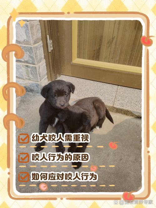 狗闯村民家咬伤女童,村里的狗咬人,应该找谁解决